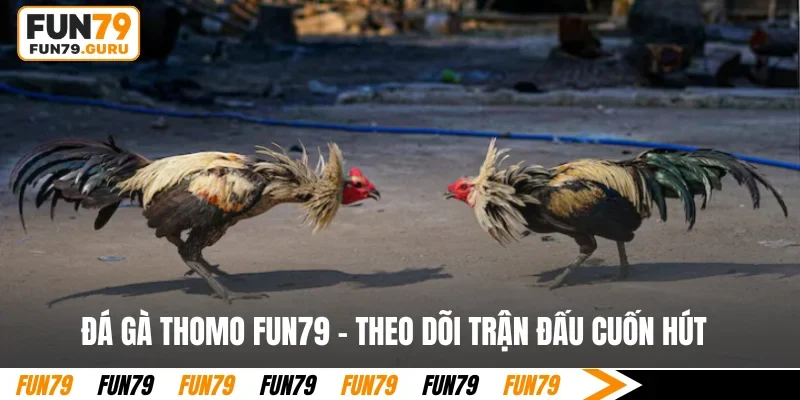 Đá gà Thomo